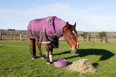 horse eating feed and hay in field